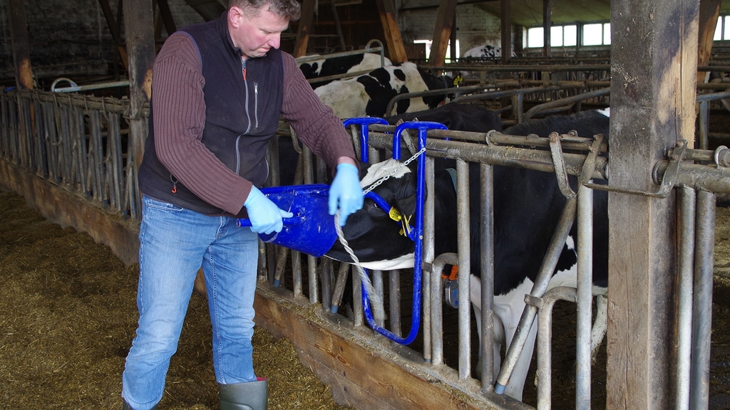 Vergrößerung des Bildes für Landwirt fixiert ein Rind mit Hilfe einer Rinderkopfstütze.
