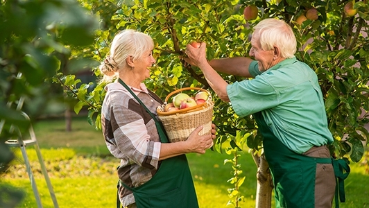 Senioren beim Äpfel pflücken